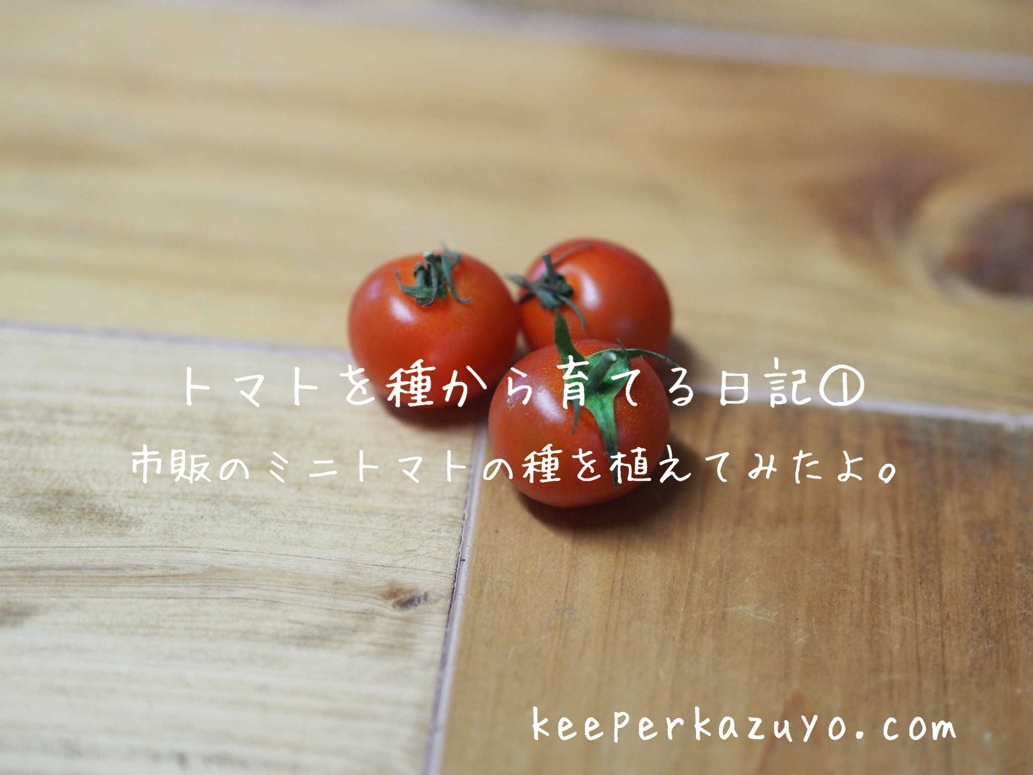 トマトを種から育てる日記 市販のトマトから種を採取して植えてみたよ 私の人生の彩り方